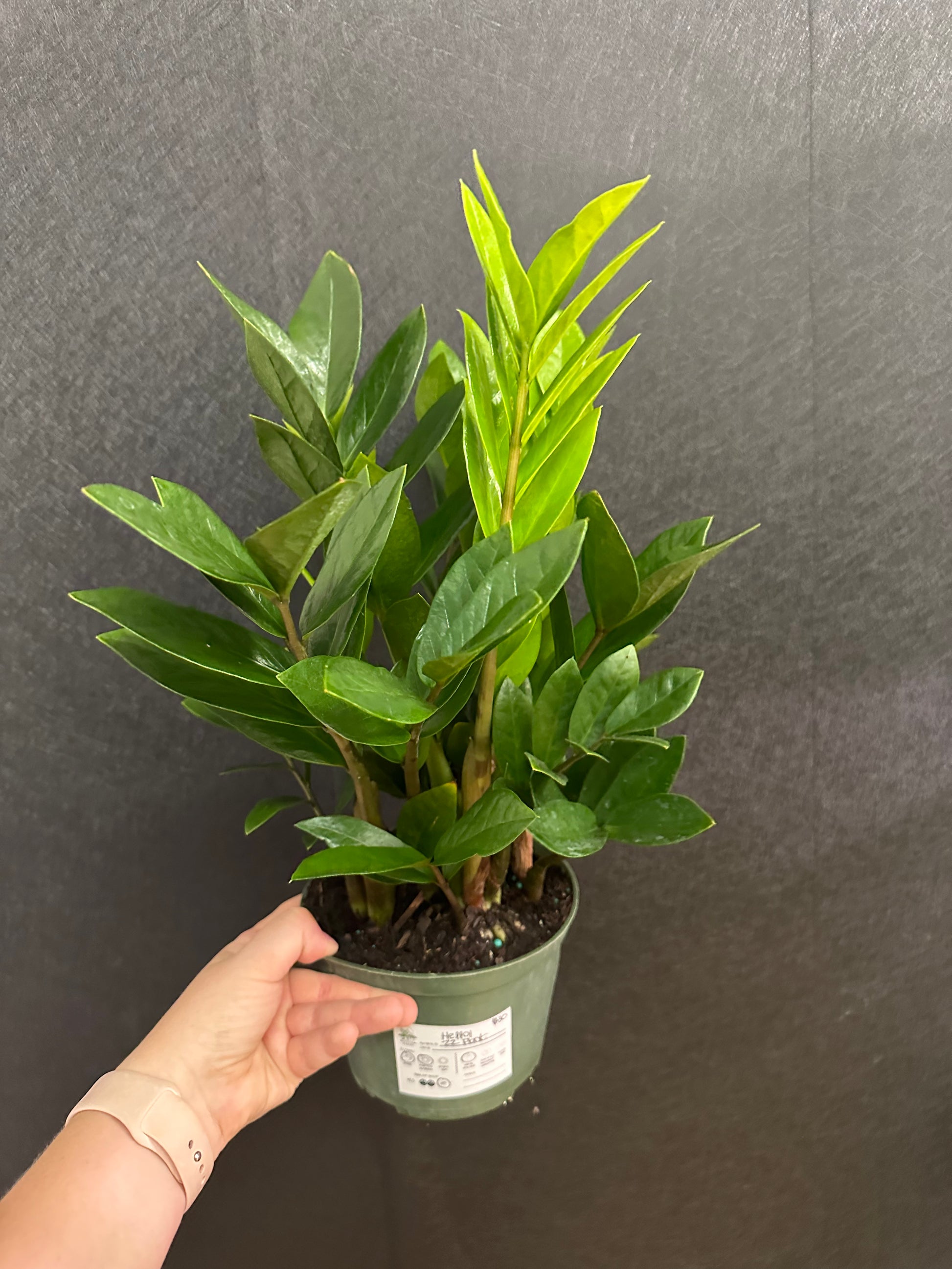 zz plant from seed ZZ Plant 6in