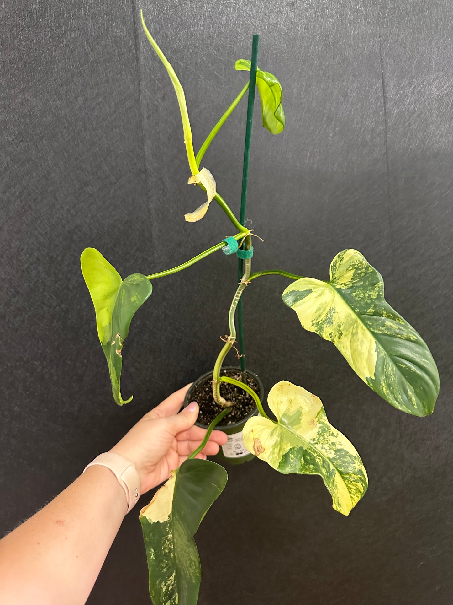 Philodendron Bipennifolium Variegated 4in with pole