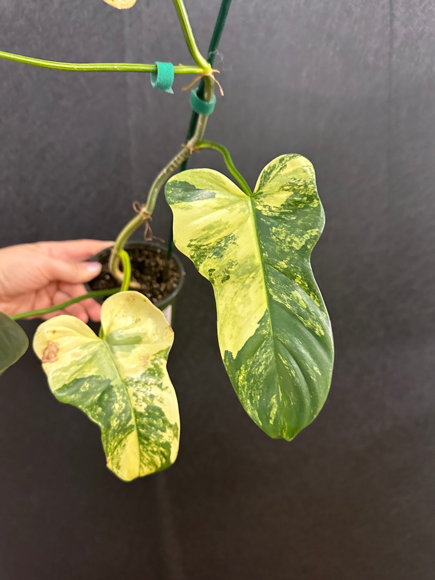 Philodendron Bipennifolium Variegated 4in with pole