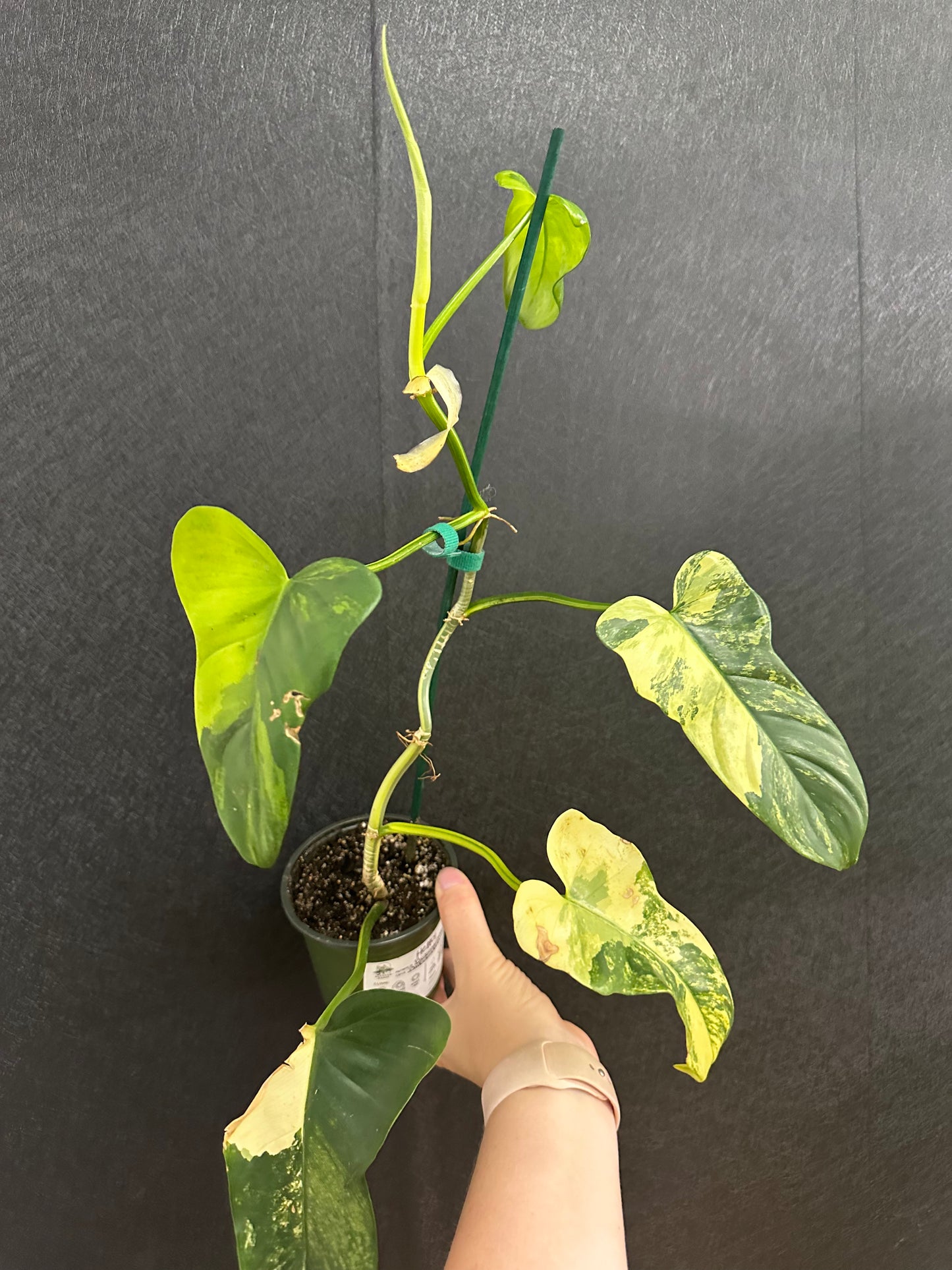 Philodendron Bipennifolium Variegated 4in with pole