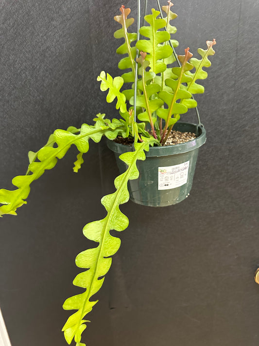 Ric Rac Cactus, 8in