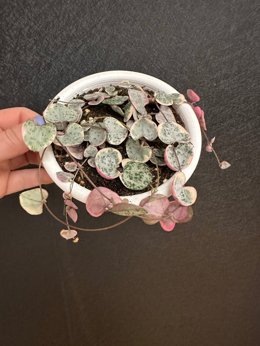 String of Hearts, Variegated 5in