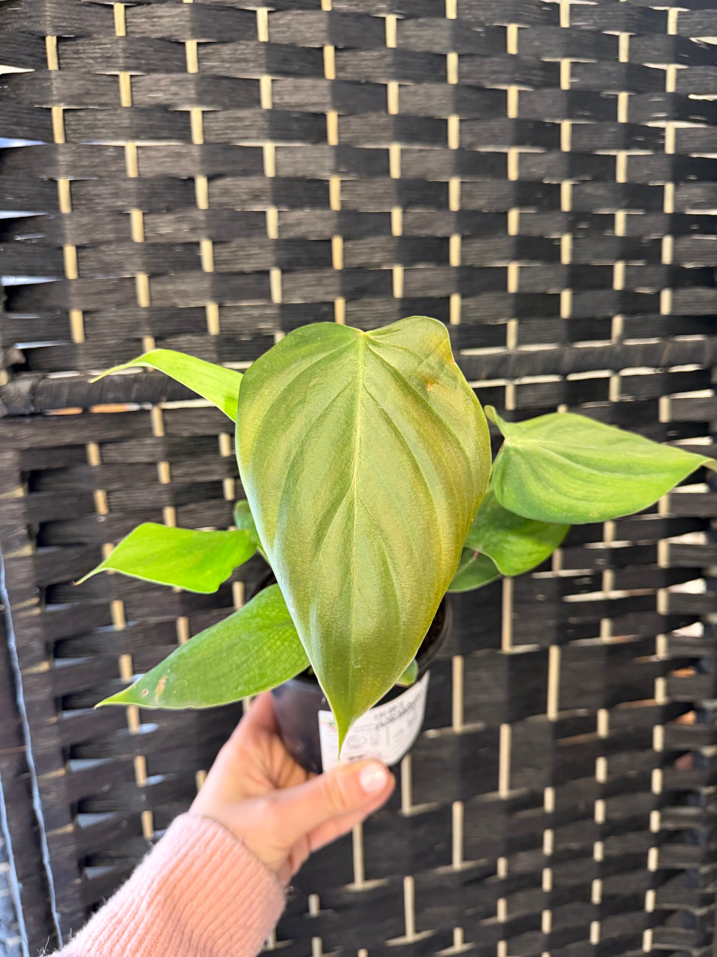 Philodendron Lynamii 4in