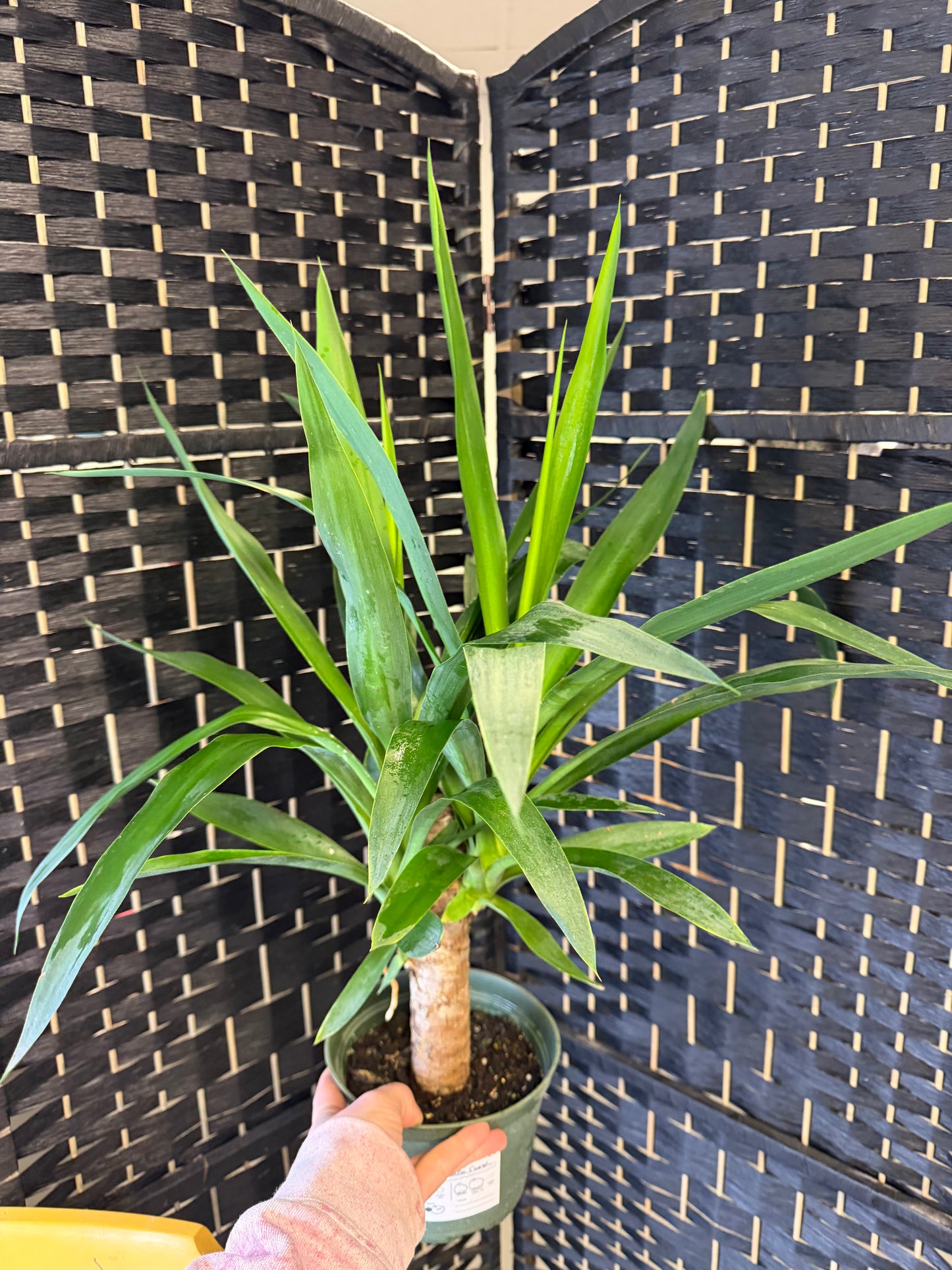 Yucca Cane 6in