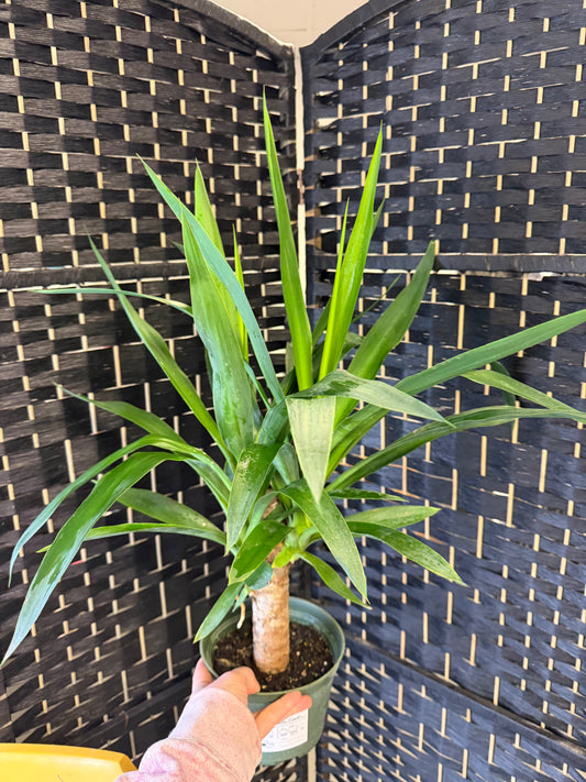 Yucca Cane 6in