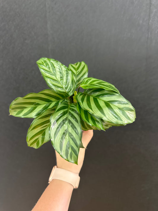 Freddie Calathea 4in