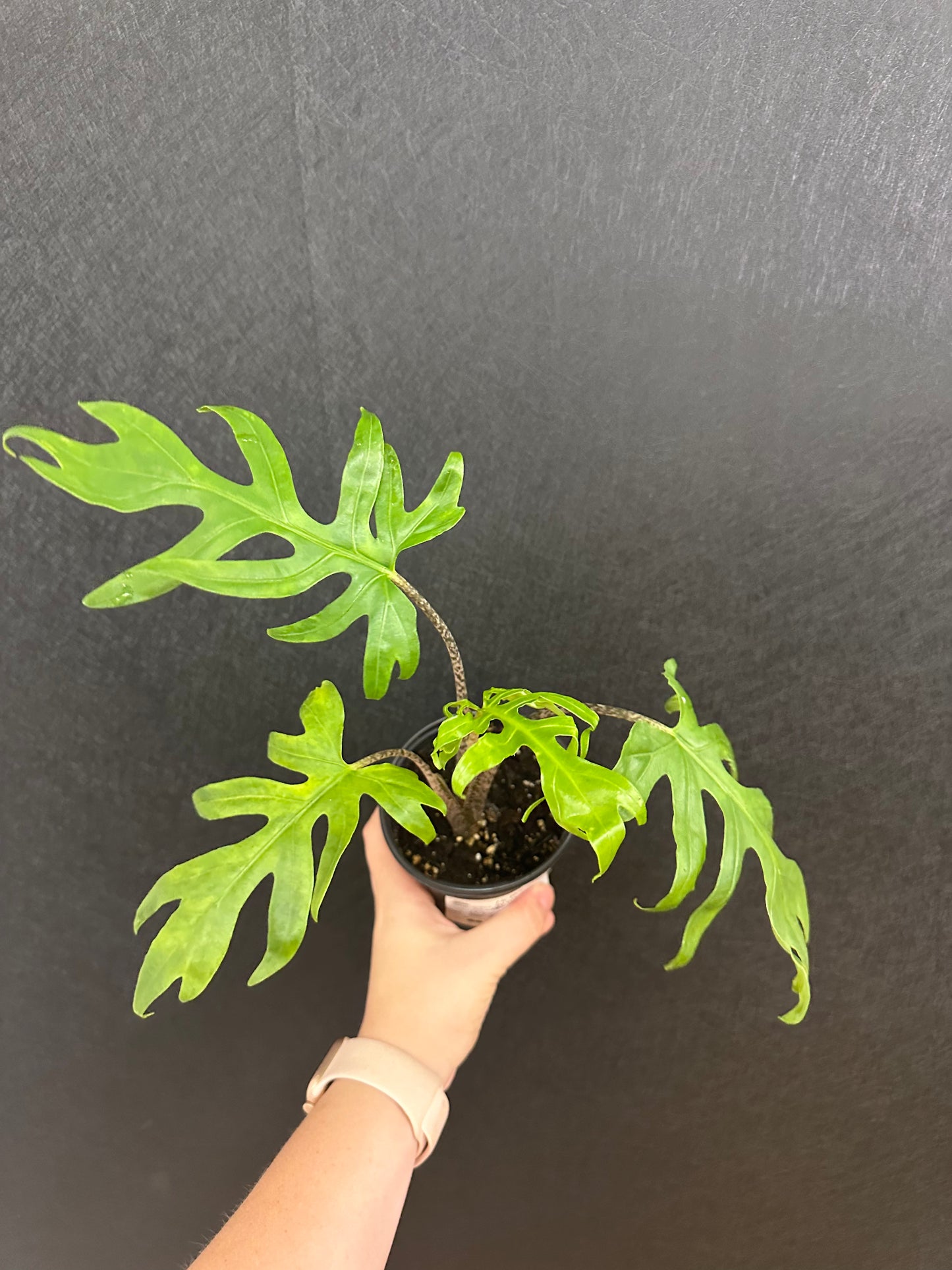 Brancifolia Alocasia 4in
