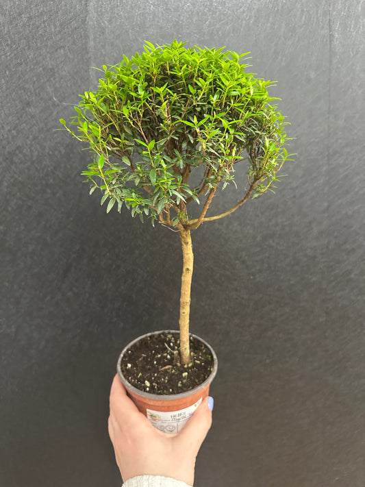 Myrtle Topiary 4in