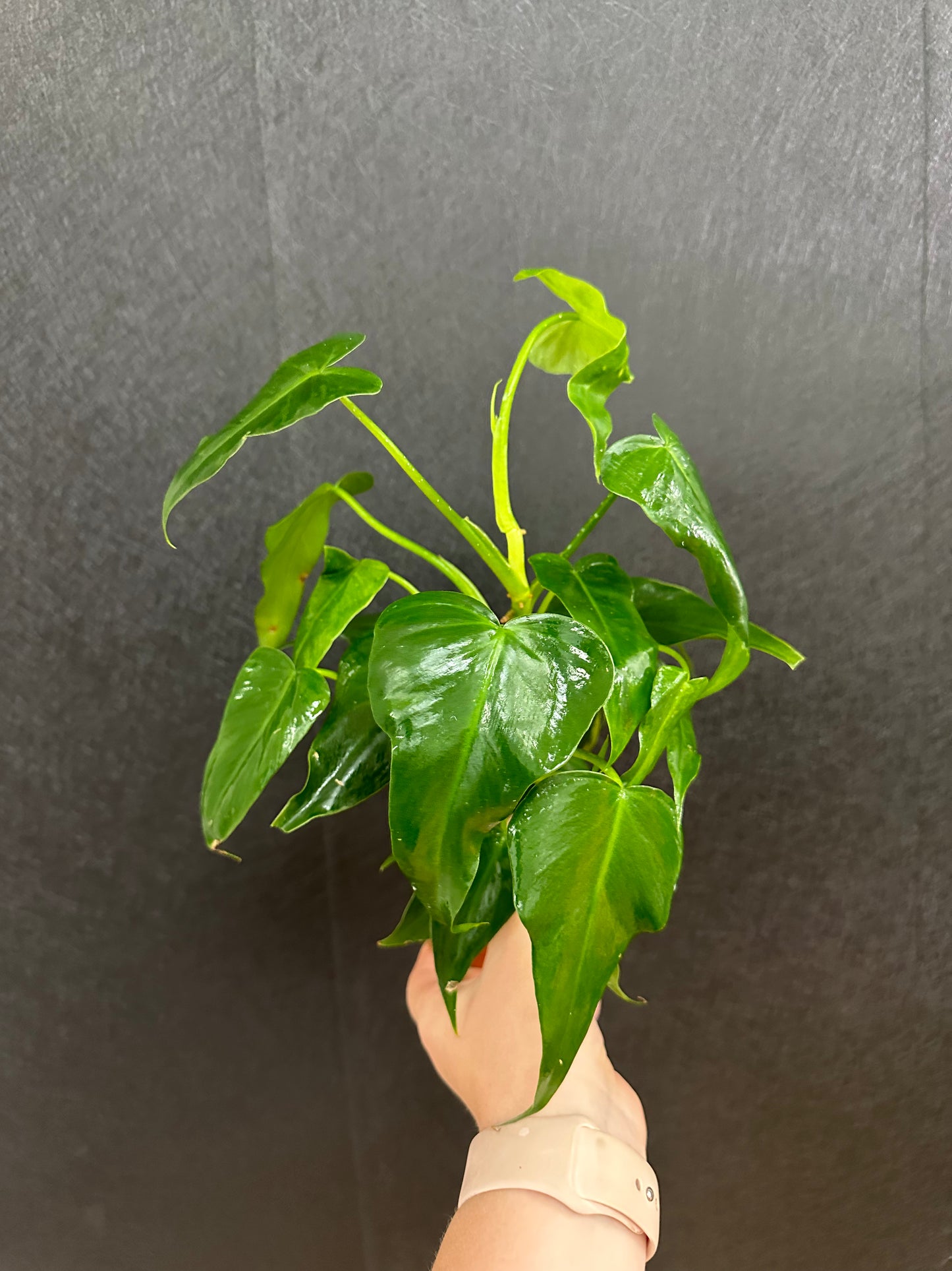 Philodendron Golden Dragon 4in