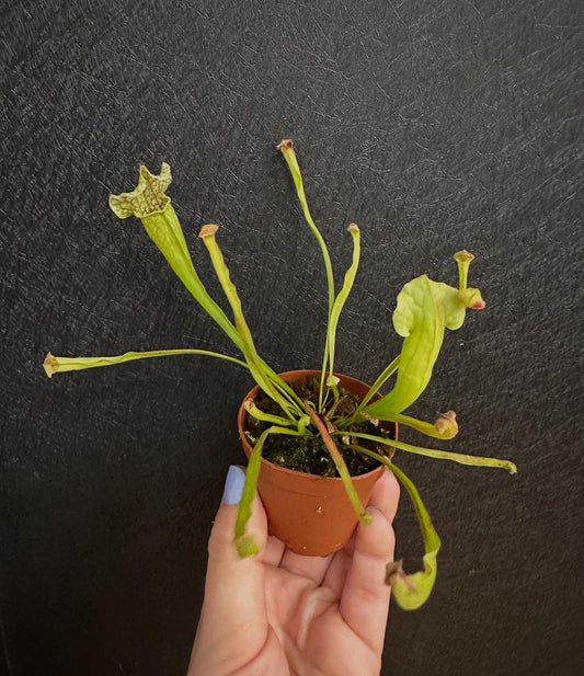 Pitcher Plant