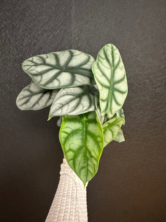 Alocasia Silver Dragon 4in