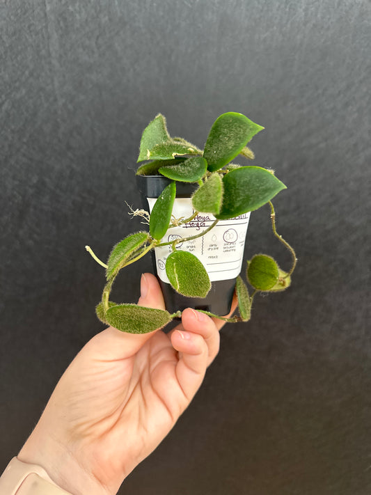 Hoya Thomsonii 3in