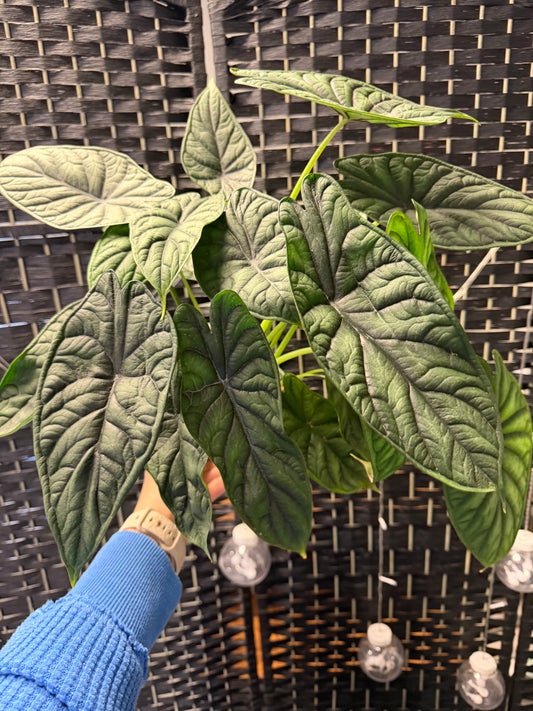 Alocasia Dragon Scale 6in