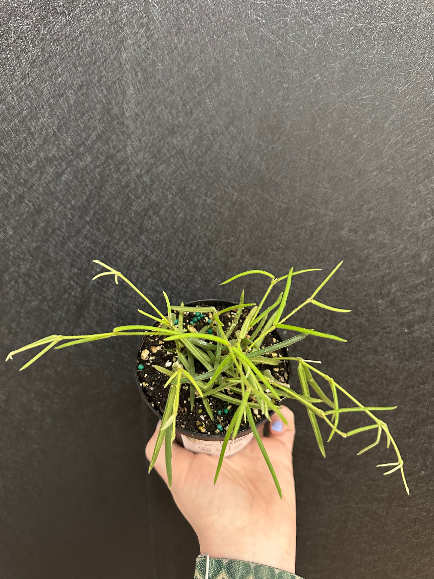 Hoya Linearis 4in