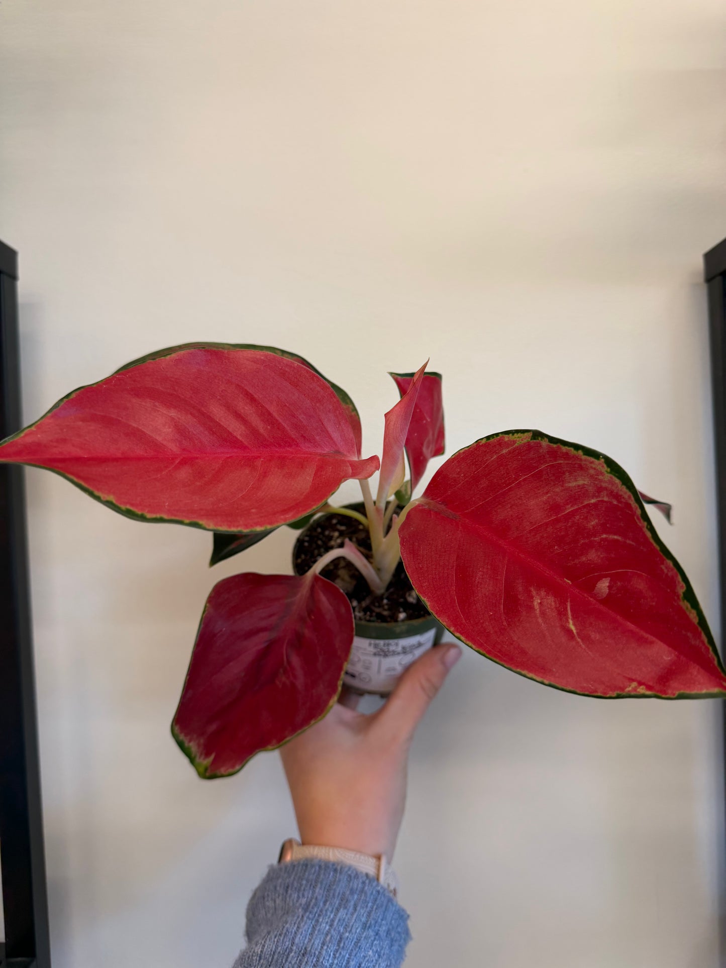 Star King Aglaonema 4in