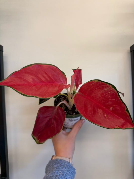 Star King Aglaonema 4in