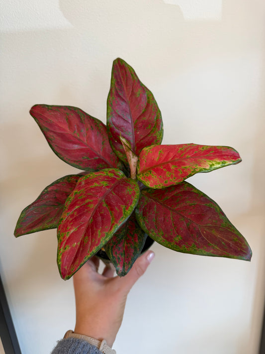 Black Maroon Aglaonema 4in