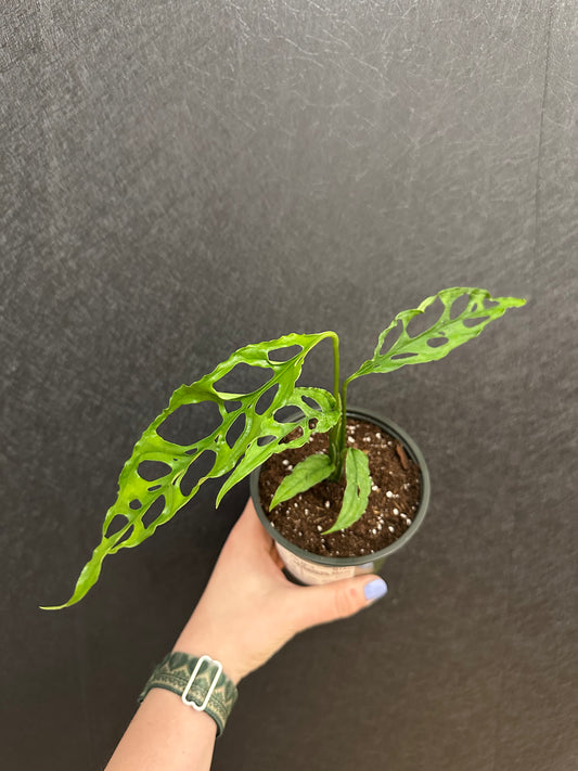 Monstera Obliqua Peru 4in