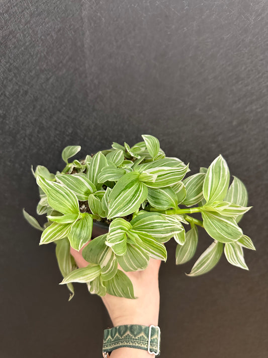 White Zebra Tradescantia 5in