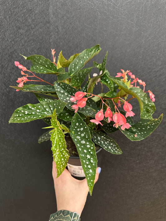 Polka Dot Begonia 5in