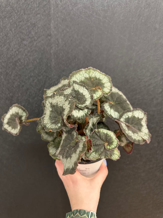Escargot Begonia 5in