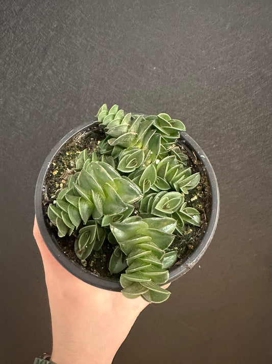 Chain Plant 5in