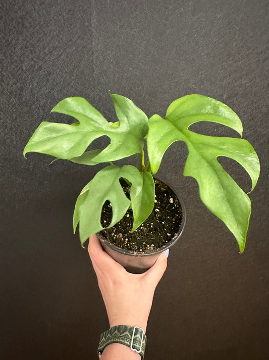 Mini Monstera 5in