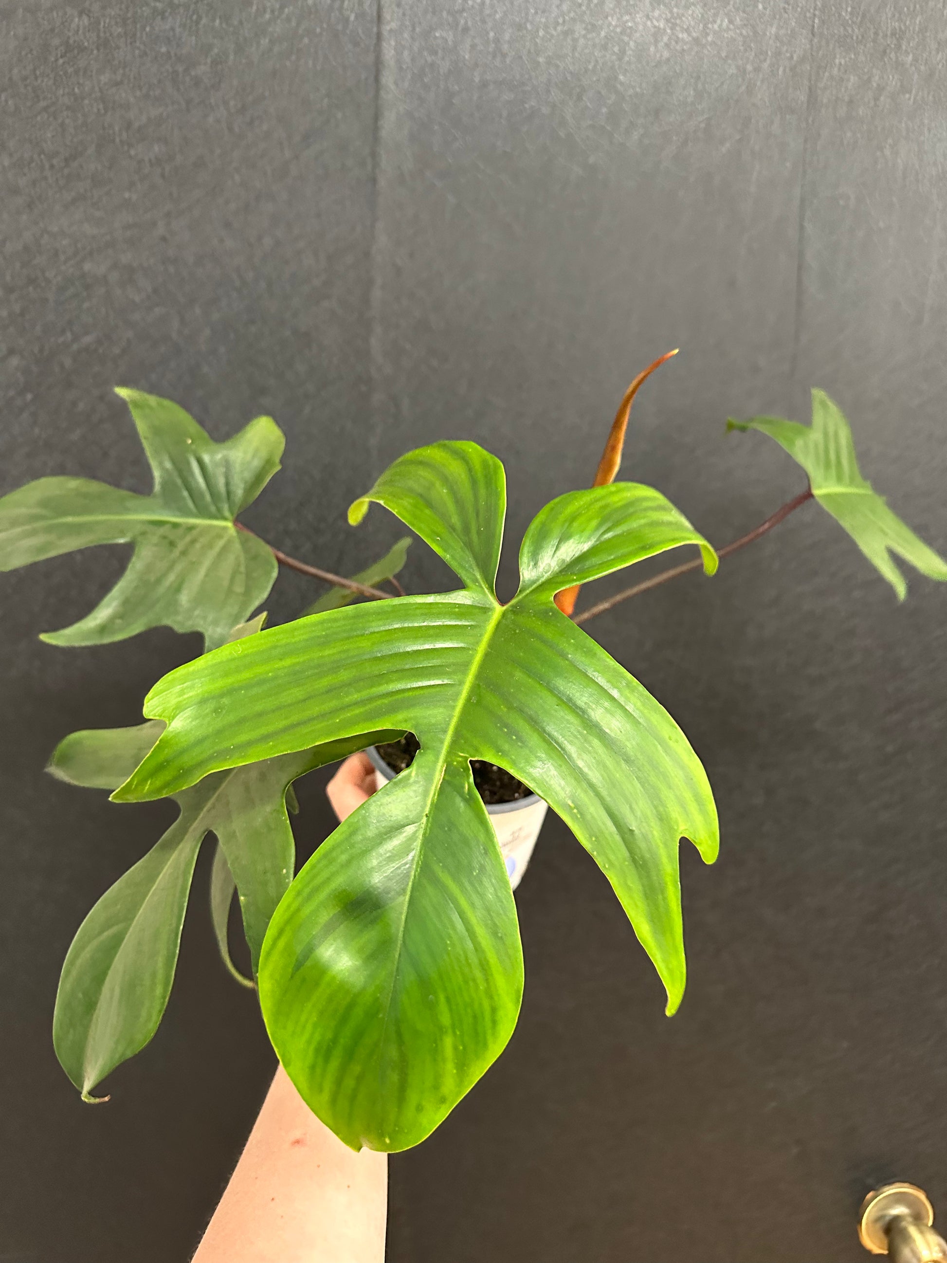 beautiful philodendron Florida Beauty Philodendron 6in – Blossom + Branch Houseplants