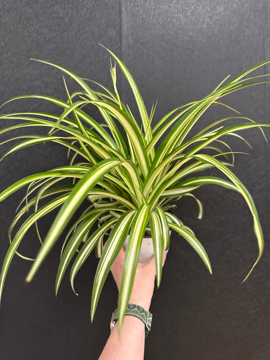 Ocean Spider Plant 4in