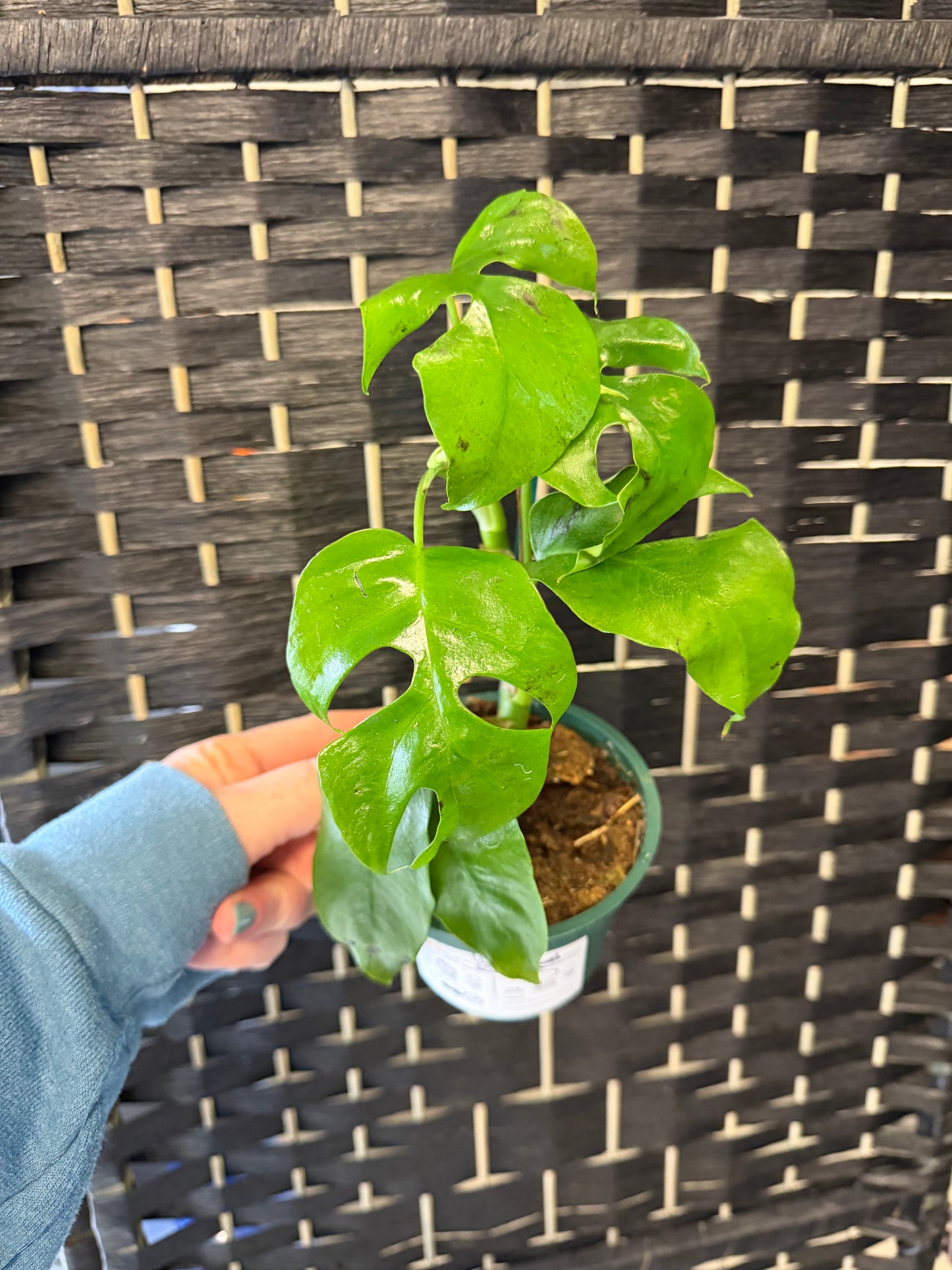 Blue Steel Monstera 4in