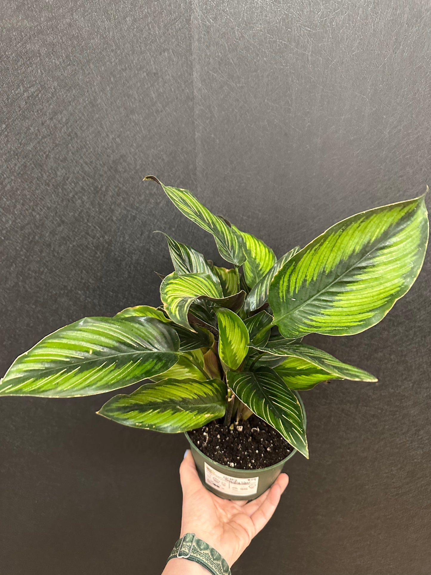Beauty Star Calathea 6in
