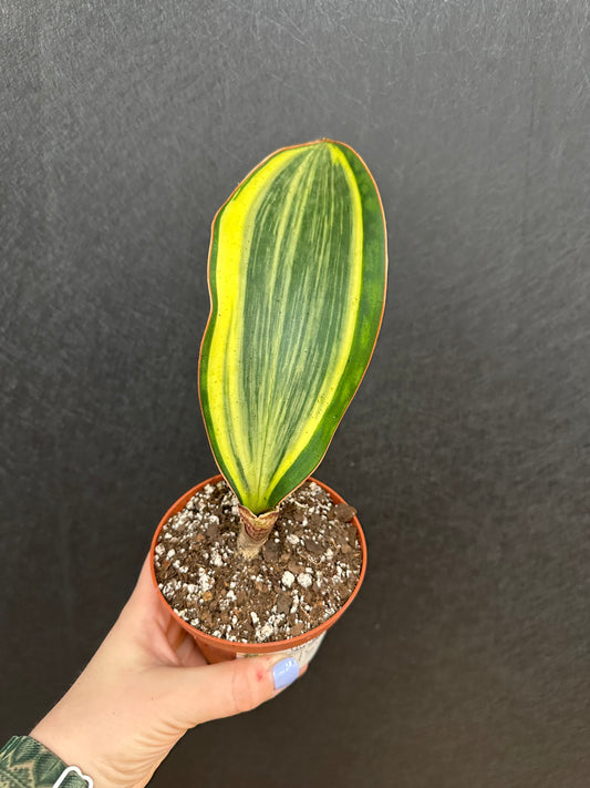 Variegated Shark Fin Snake 4in