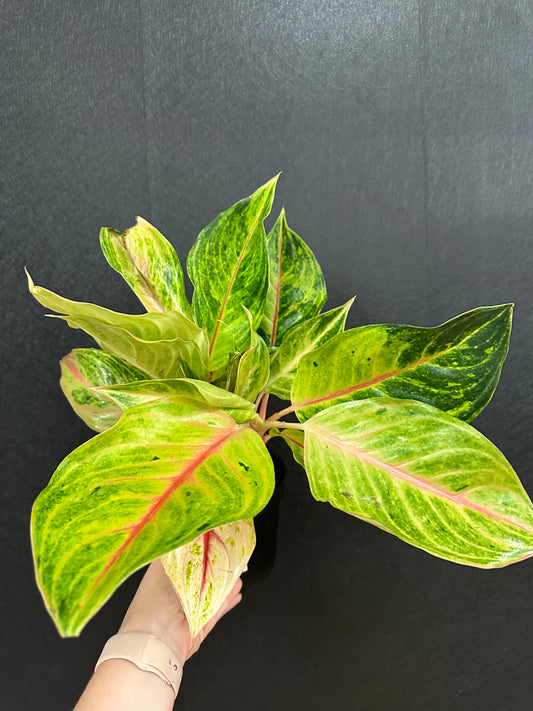 Golden Fluorite Aglaonema 6in