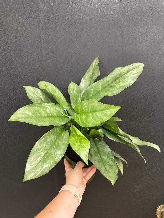 Gary Ghost Aglaonema 6in