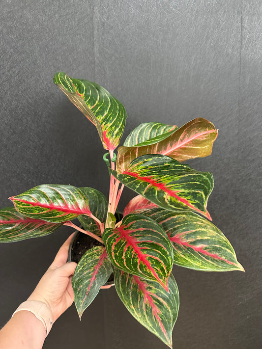 Red Emerald Aglaonema 6in