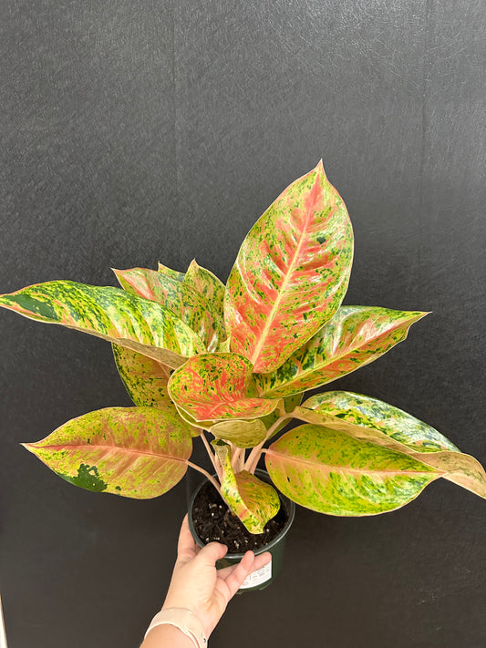 Two Tone Moonstone Aglaonema 6in