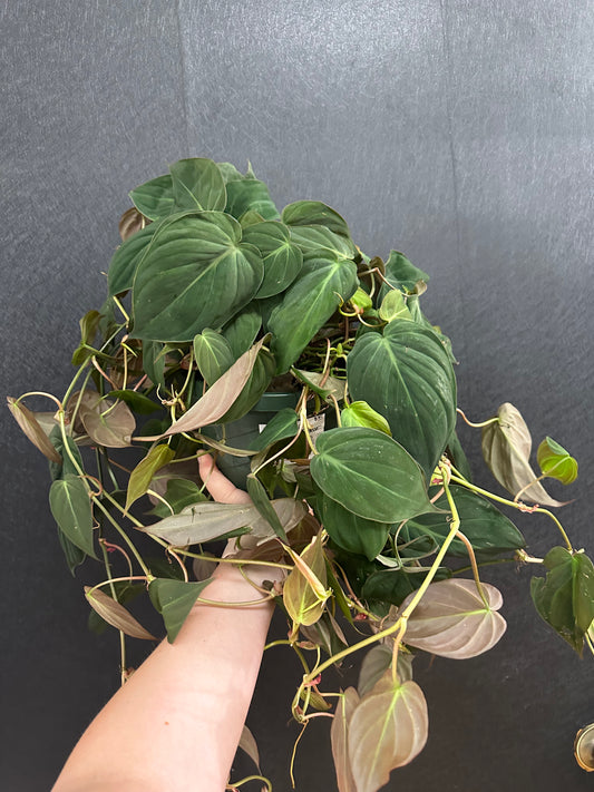 Micans Philodendron 8in