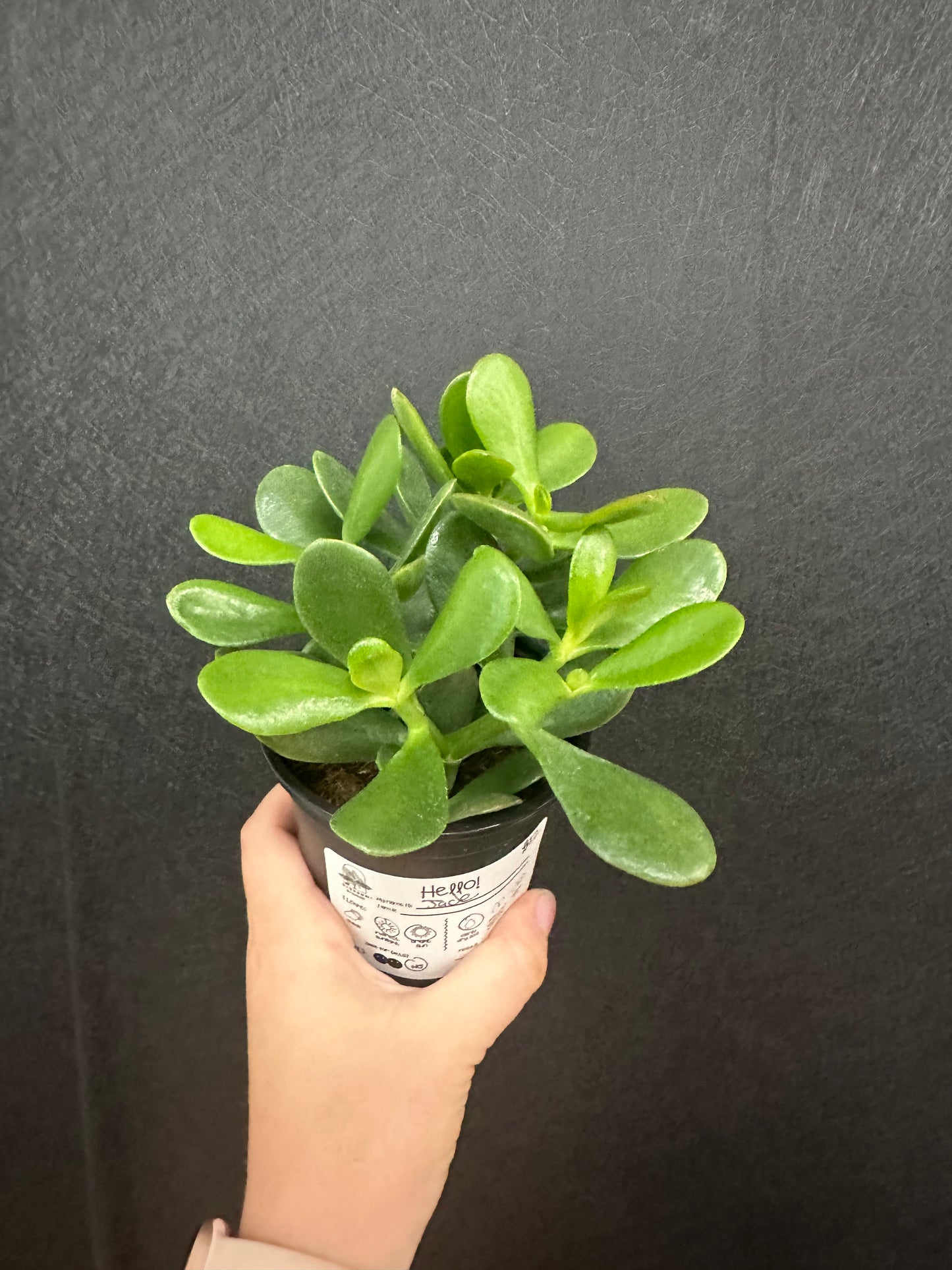 Jade Plant 4in Crassula Ovata