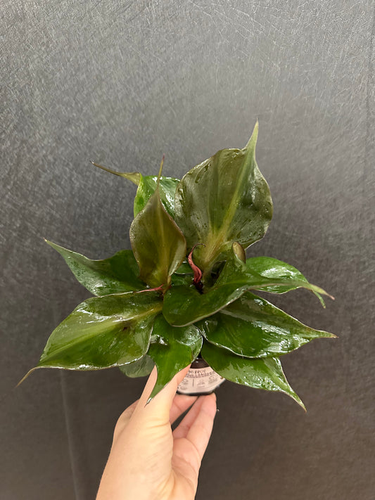 Red Heart Philodendron 4in
