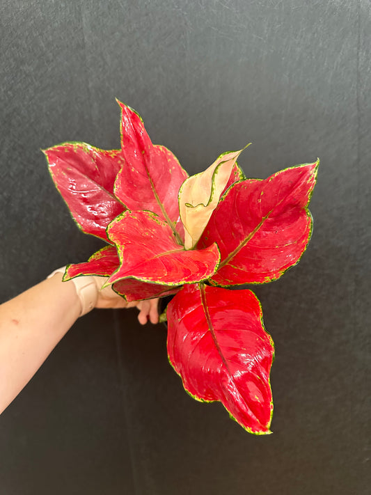 Super Red Aglaonema 4in