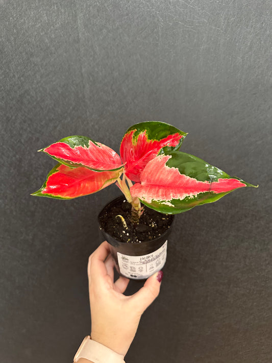 Suksom Jaipong Aglaonema 4in