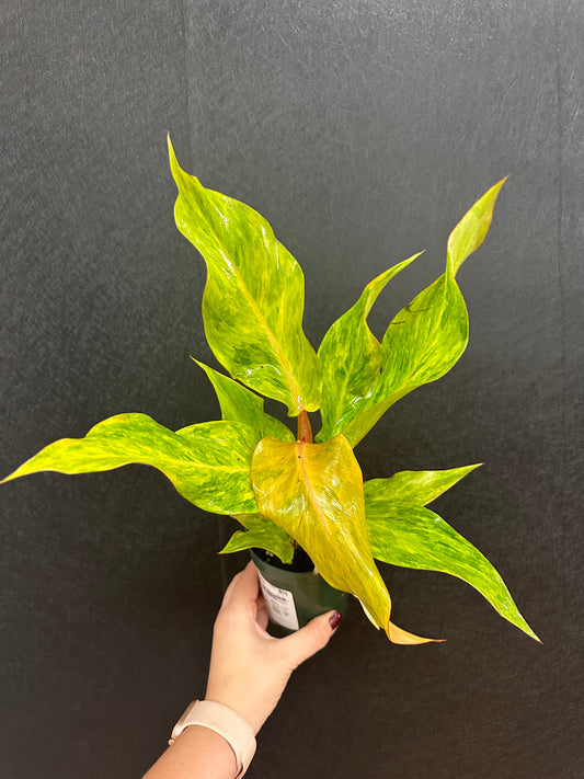 Orange Marmalade Philodendron 4in