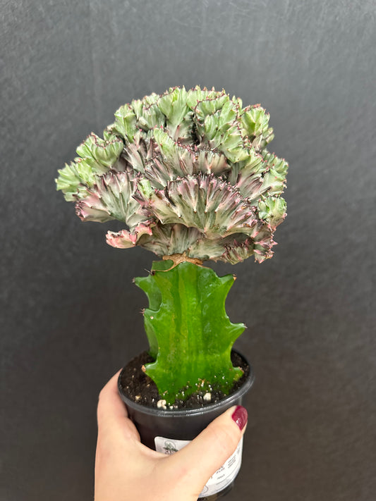 Mermaid Tail Cactus Purple 4in