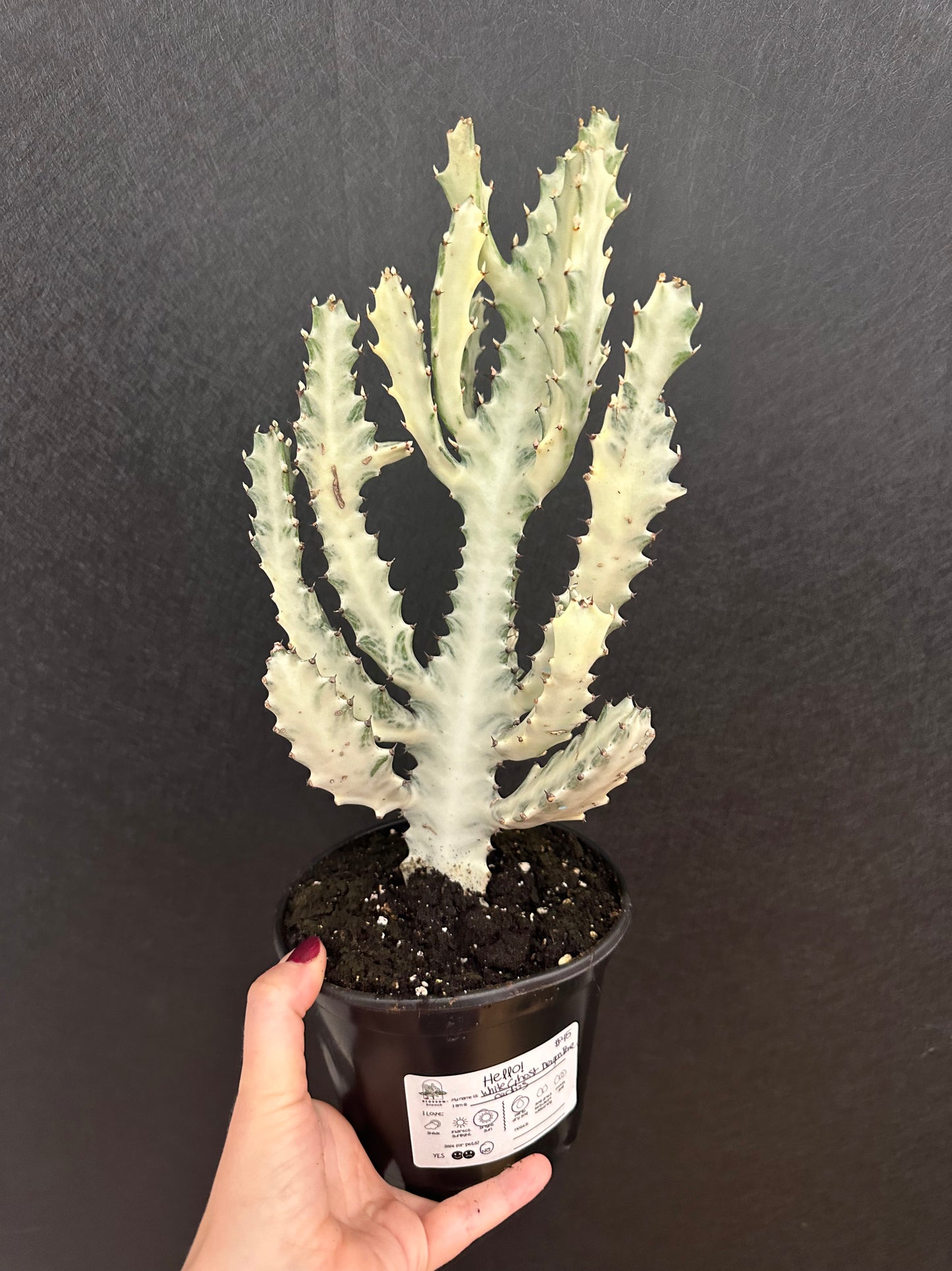 White Ghost Dragon Bone Cactus 6in