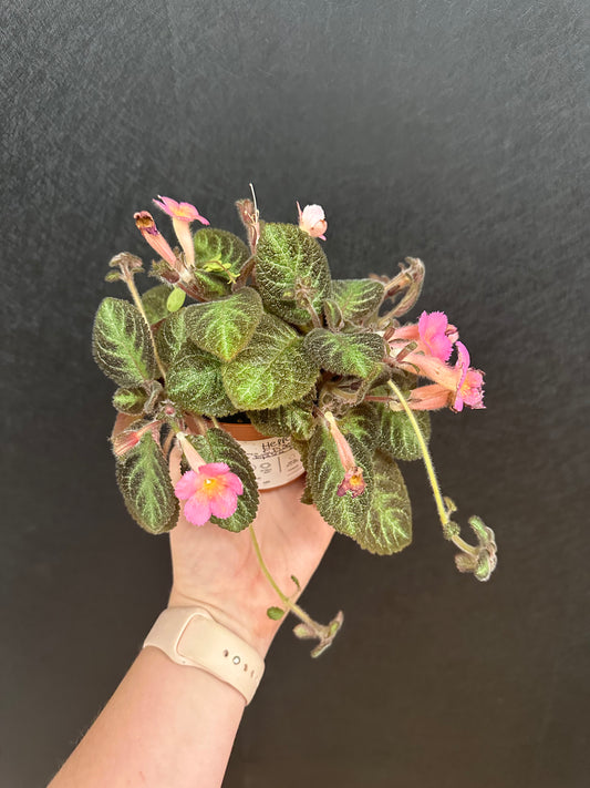 Episcia 4in