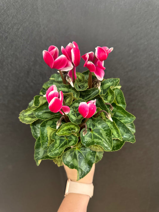 Cyclamen 4in