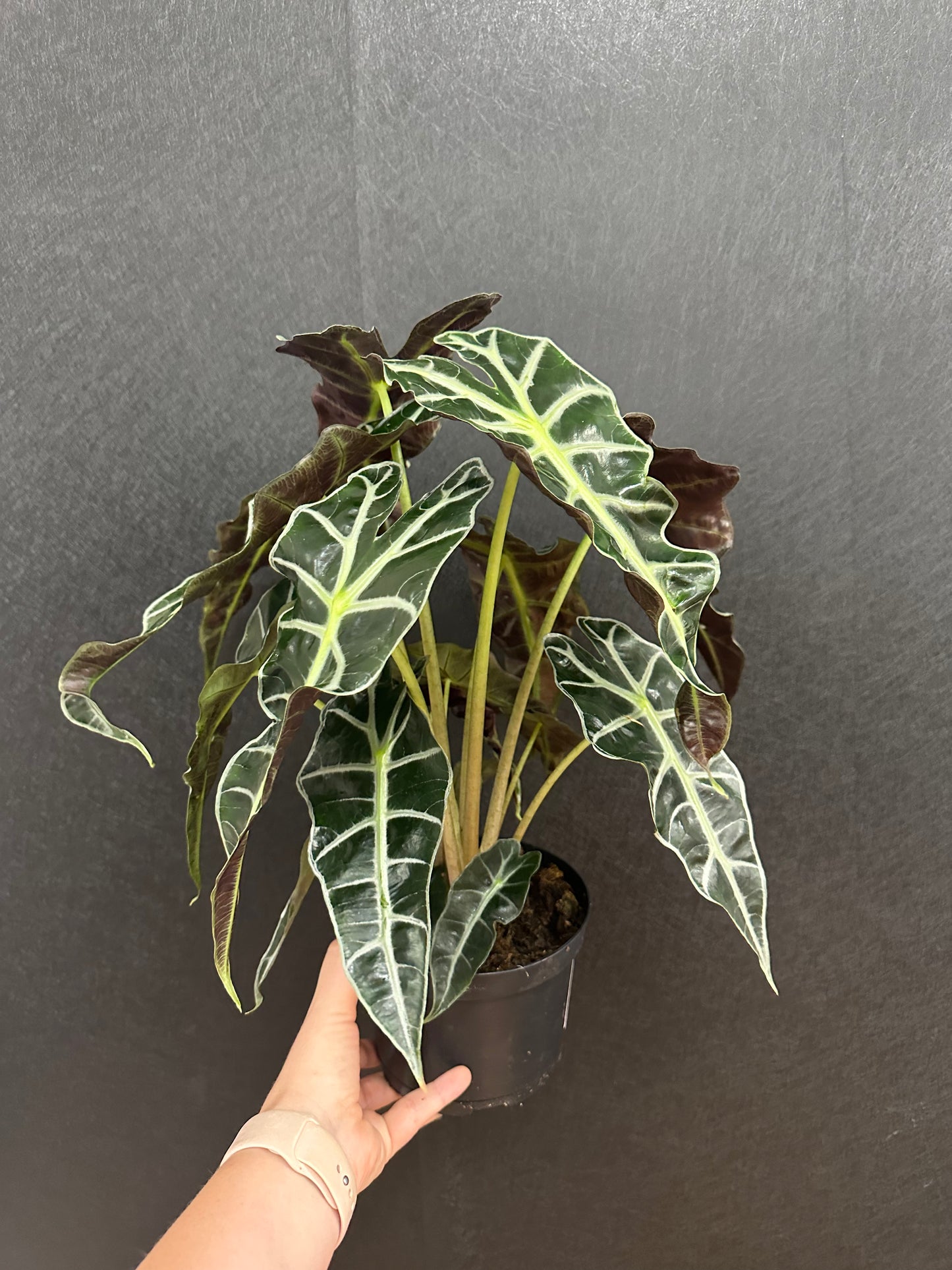 Polly Alocasia 6in