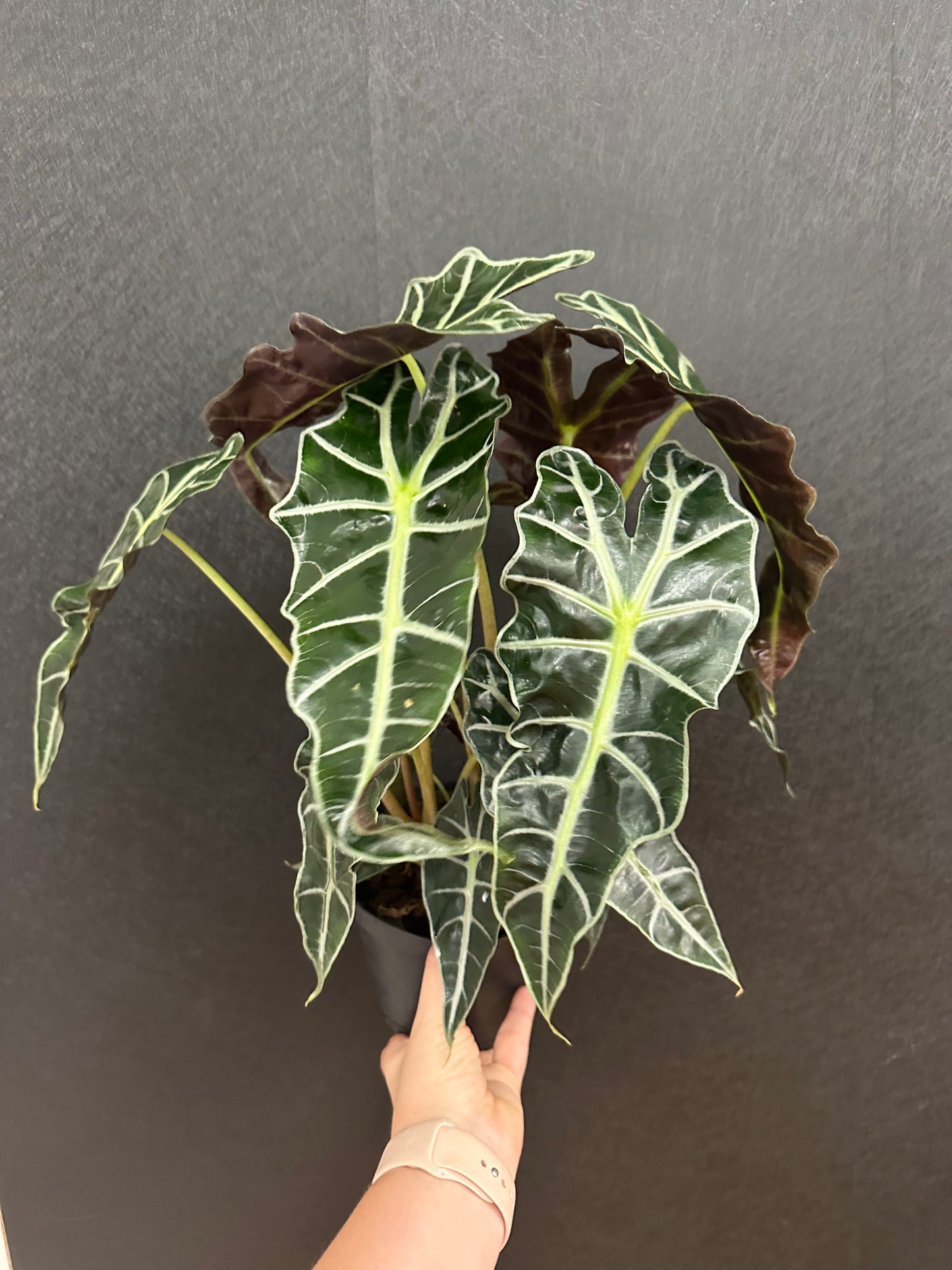 Polly Alocasia 6in