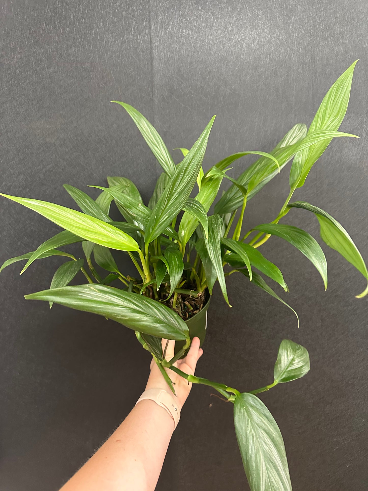 Philodendron Amplissimum Silver 6in