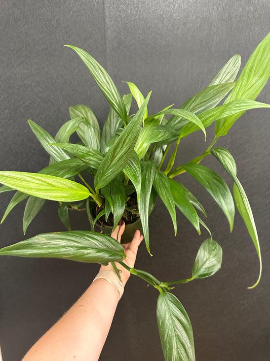 Philodendron Amplissimum Silver 6in